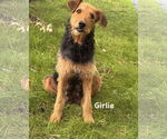 Small #2 Airedale Terrier Mix