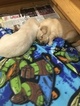 Small Photo #10 Golden Retriever Puppy For Sale in RAMONA, CA, USA