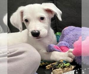 Donte - Male Pointer-Unknown Mix Dog for Adoption - Photo #7