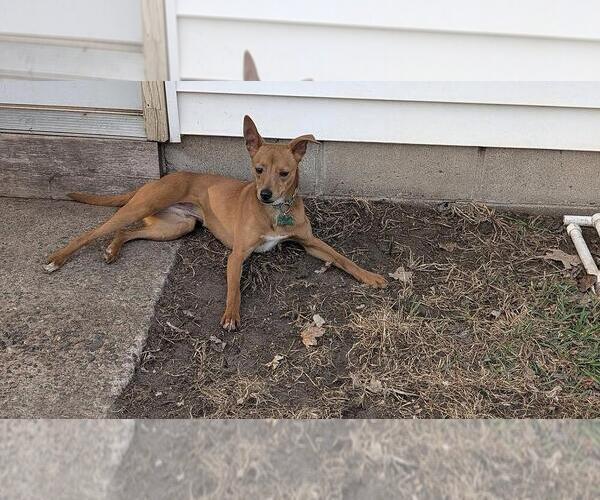 Medium Photo #2 Italian Greyhuahua Puppy For Sale in Andover, MN, USA