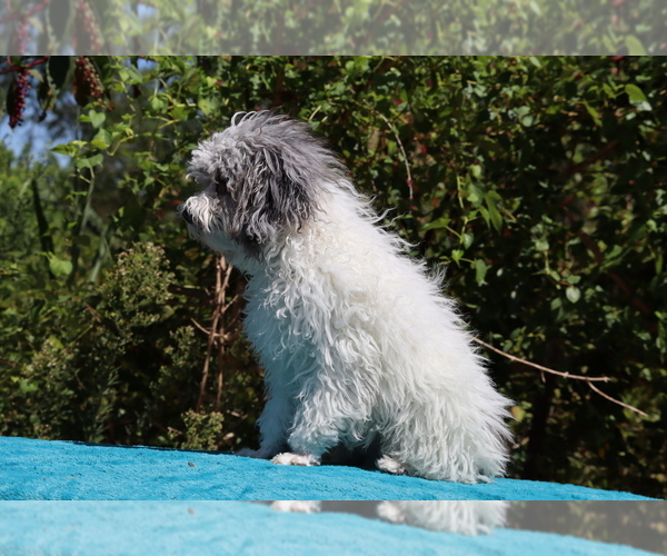 Medium Photo #16 Poodle (Toy) Puppy For Sale in DYERSBURG, TN, USA