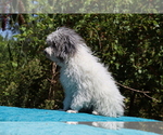 Small #15 Poodle (Toy)