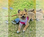 Small Photo #1 Pomeranian-Yo-Chon Mix Puppy For Sale in LAS VEGAS, NV, USA