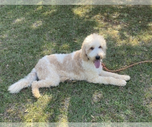 Medium Photo #1 Goldendoodle Puppy For Sale in CHESNEE, SC, USA
