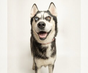 Siberian Husky-Unknown Mix Dogs for adoption in Rowlett, TX, USA