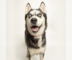 Small Siberian Husky Mix