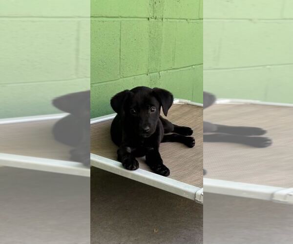 Medium Photo #4 Labrador Retriever-Unknown Mix Puppy For Sale in Elmsford, NY, USA