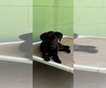 Small #3 Labrador Retriever Mix