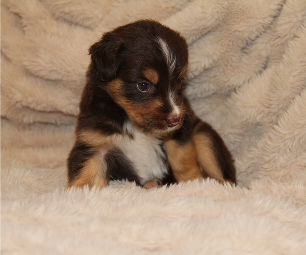 Medium Photo #12 Australian Retriever Puppy For Sale in STEWART, MS, USA