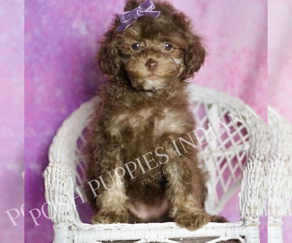 Medium Photo #33 Poodle (Miniature) Puppy For Sale in WARSAW, IN, USA