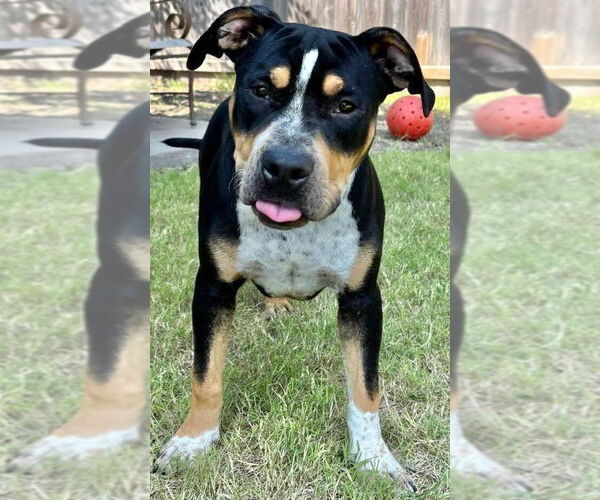 Medium Photo #8 American Pit Bull Terrier Puppy For Sale in Great Bend, KS, USA