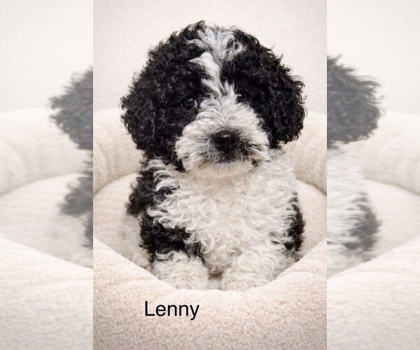 Medium Photo #1 Poodle (Miniature) Puppy For Sale in Studio City, CA, USA
