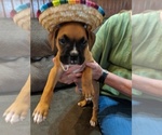 Small Photo #1 Boxer Puppy For Sale in BLUM, TX, USA