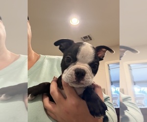Boston Terrier Puppy for sale in FREDONIA, KS, USA