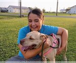 Small #9 American Pit Bull Terrier Mix