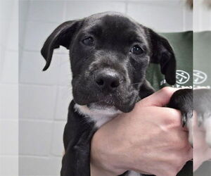 American Staffordshire Terrier-Unknown Mix Dogs for adoption in Tallahassee, FL, USA