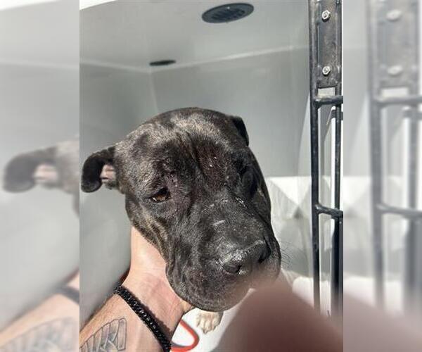 Medium Photo #1 Mutt Puppy For Sale in Houston, TX, USA