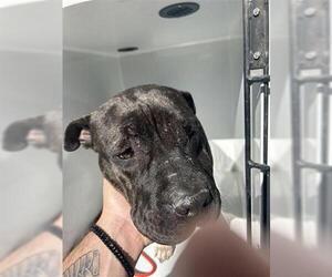 Mutt Dogs for adoption in Houston, TX, USA