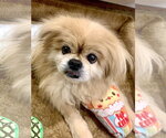 Beau - Male Pekingese Dog for Adoption - Small photo