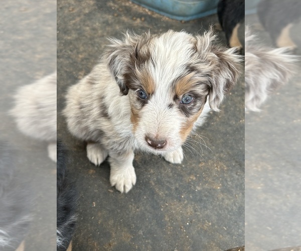 Medium Photo #15 Australian Shepherd Puppy For Sale in BAILEY, CO, USA