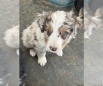 Small #14 Australian Shepherd