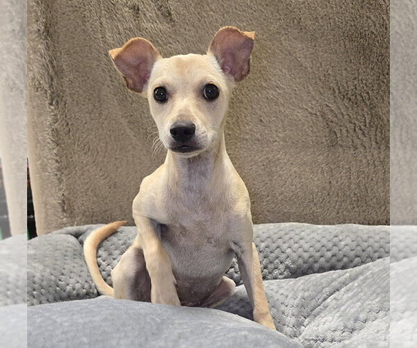 Medium Photo #2 Chihuahua-Unknown Mix Puppy For Sale in Lakewood, CO, USA