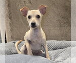 Small #1 Chihuahua Mix