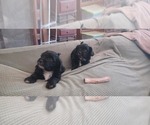 Small #3 Hava-Apso