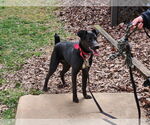 Small #13 Labrador Retriever Mix