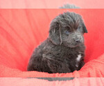 Small Photo #7 Newfoundland Puppy For Sale in MILLERSBURG, OH, USA