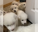 Small Photo #29 Great Pyrenees Puppy For Sale in MYAKKA CITY, FL, USA