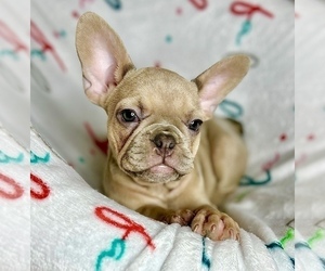 French Bulldog Puppy for sale in BRONX, NY, USA