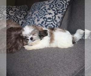 Shih Tzu Puppy for sale in THAYER, KS, USA