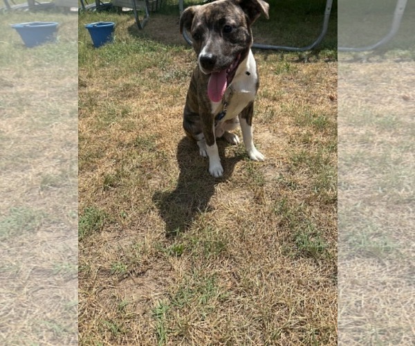 Medium Photo #2 American Staffordshire Terrier Puppy For Sale in Holly Springs, NC, USA