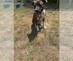 Small #1 American Staffordshire Terrier
