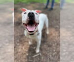 Small #1 American Pit Bull Terrier Mix