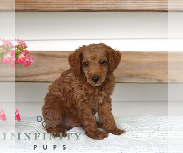 Medium Photo #3 Poodle (Miniature) Puppy For Sale in GAP, PA, USA