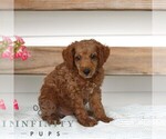 Small #2 Poodle (Miniature)