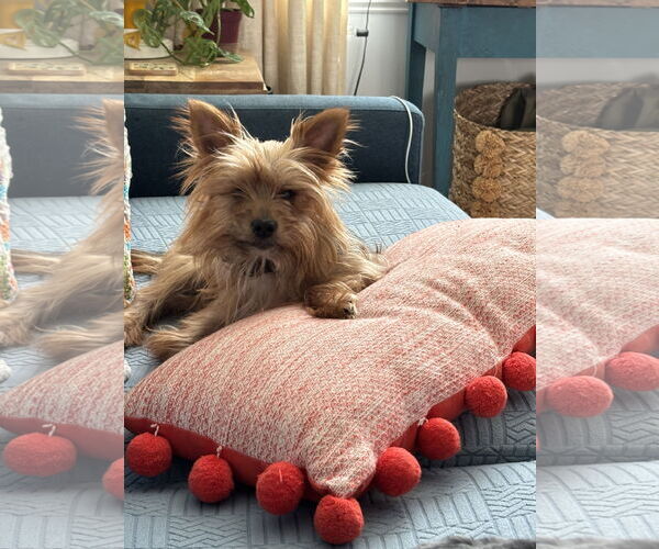 Medium Photo #1 Mutt Puppy For Sale in Allentown,, PA, USA