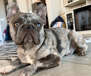 Father of the French Bulldog puppies born on 07/27/2024