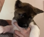 Small Photo #20 Akita Puppy For Sale in INDIANAPOLIS, IN, USA