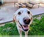 Small #2 Labrador Retriever Mix
