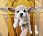 Small Photo #5 Pembroke Welsh Corgi Puppy For Sale in DES PLAINES, IL, USA