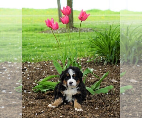 Medium Photo #2 Bernese Mountain Dog Puppy For Sale in FREDERICKSBG, OH, USA