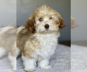 Havanese Puppy for sale in IDEAL, GA, USA