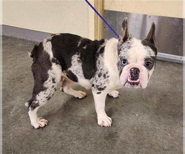 Medium Photo #1 French Bulldog Puppy For Sale in Orange, CA, USA
