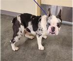 Small French Bulldog