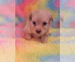 Small Photo #33 Yorkshire Terrier Puppy For Sale in AKRON, OH, USA