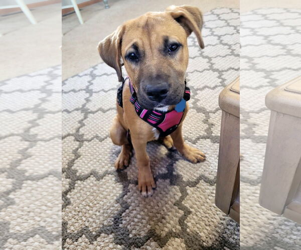 Medium Photo #1 American Staffordshire Terrier-Boxer Mix Puppy For Sale in Princeton, MN, USA