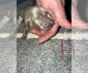 Labrador Retriever Puppy for sale in OSYKA, MS, USA